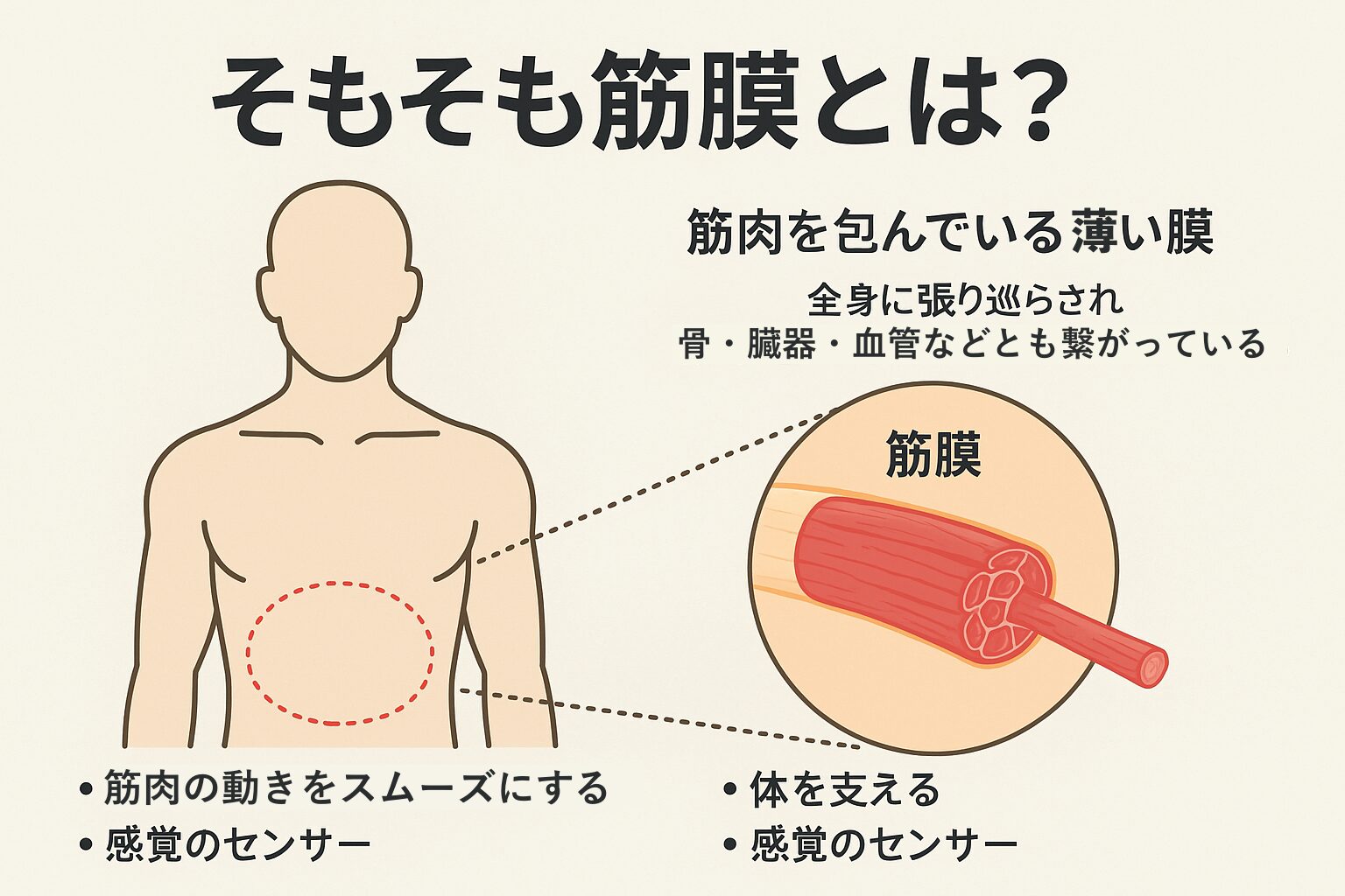筋膜を解説する図解イラスト