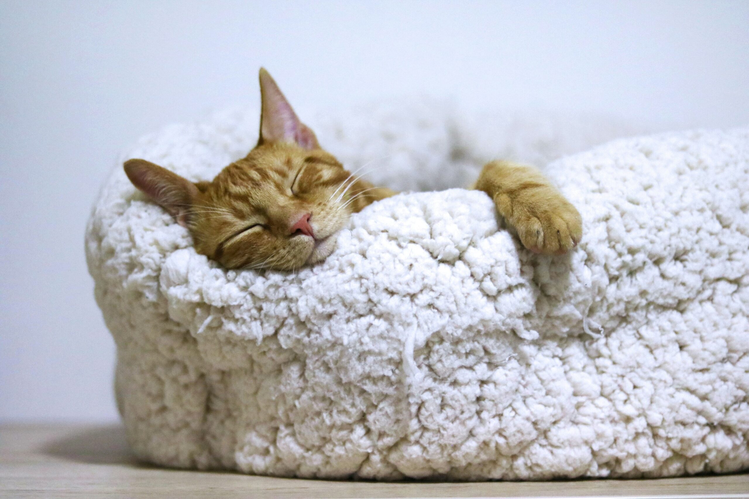 寝ている猫