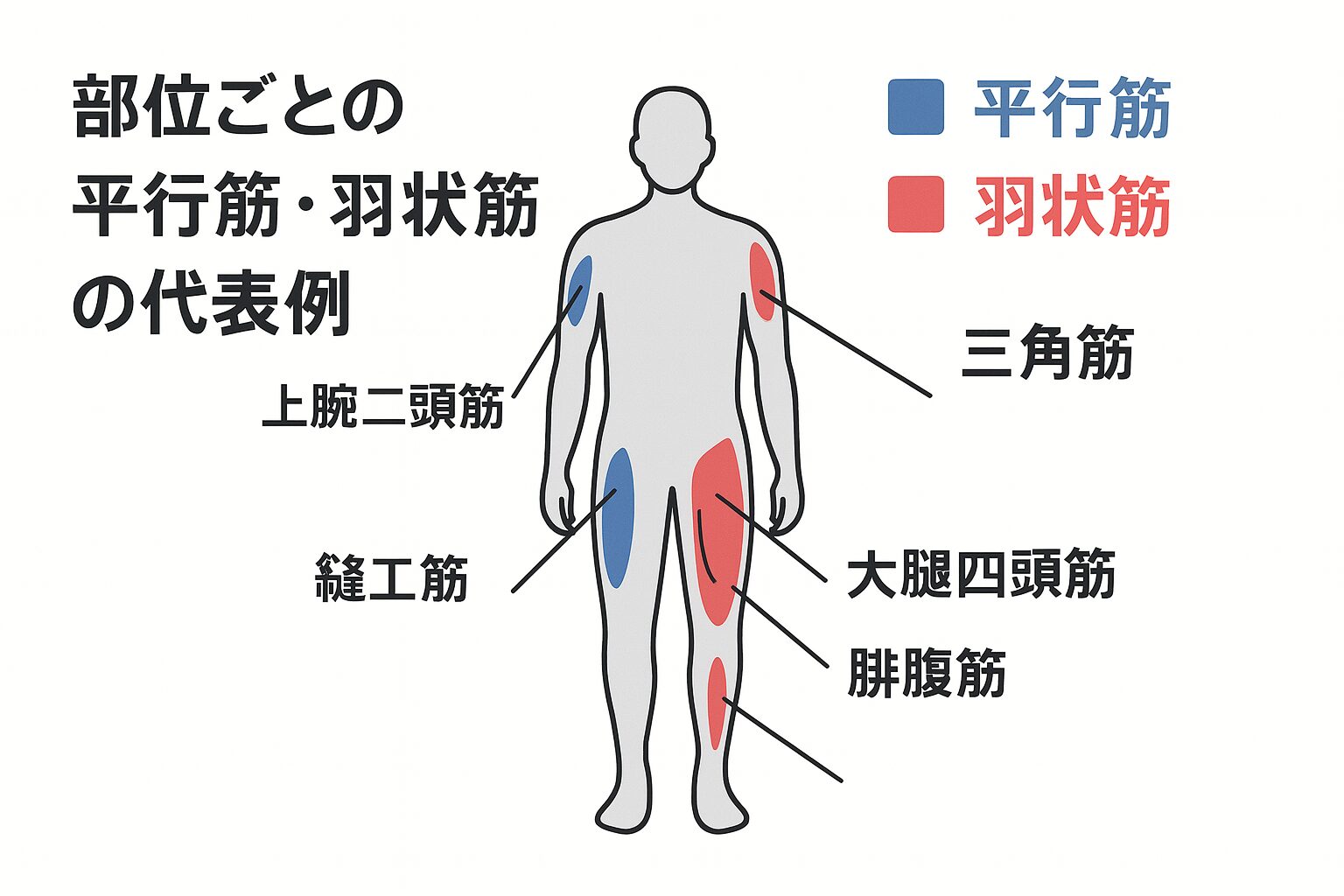 部位ごとの平行筋・羽状筋の代表例