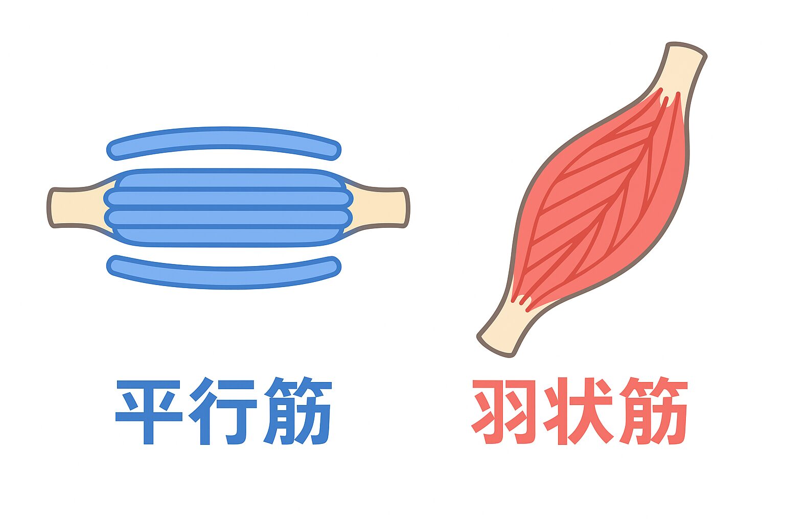 平行筋と羽状筋の基本構造の違い