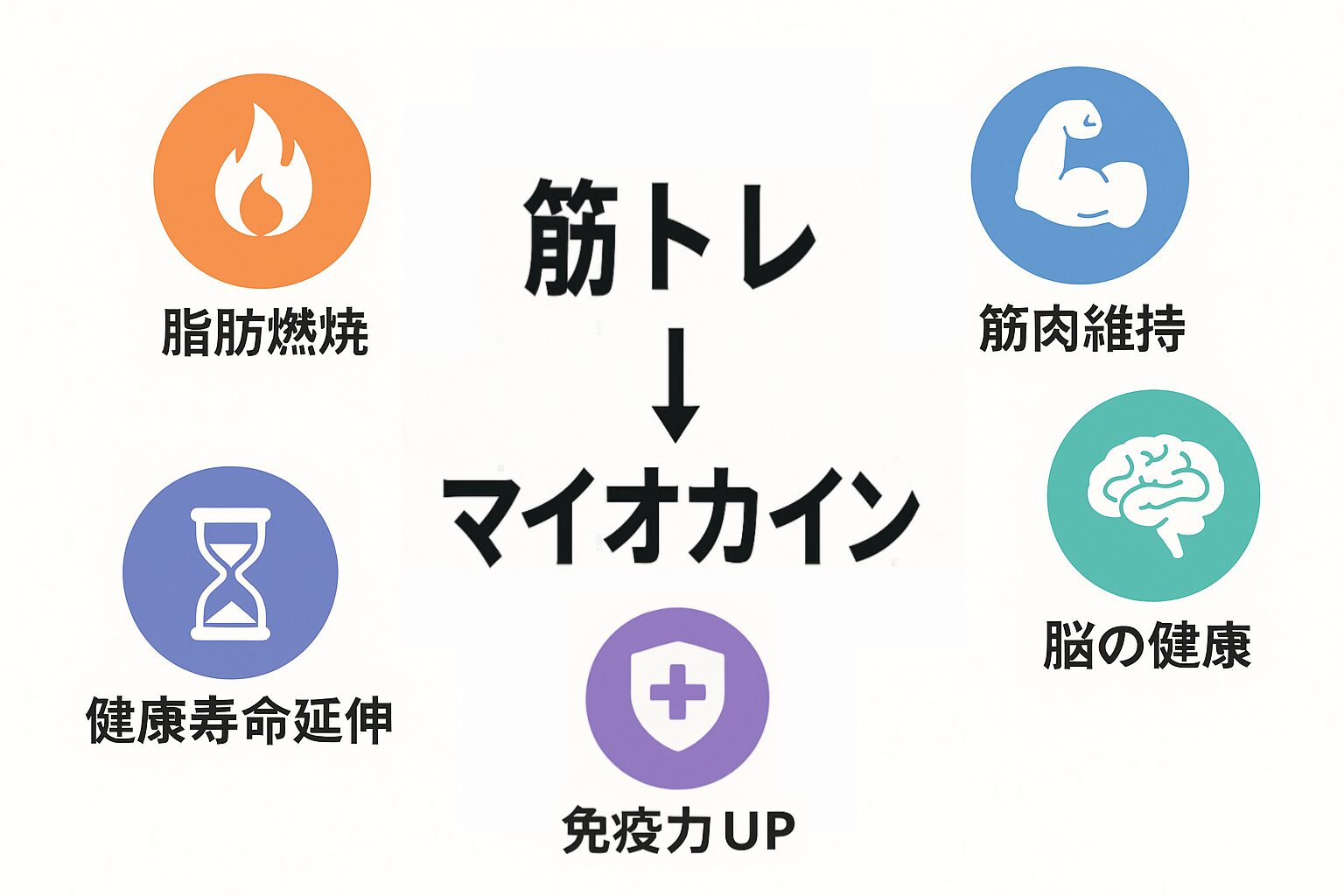 筋トレによるマイオカイン効果一覧（脂肪燃焼・免疫UPなど）