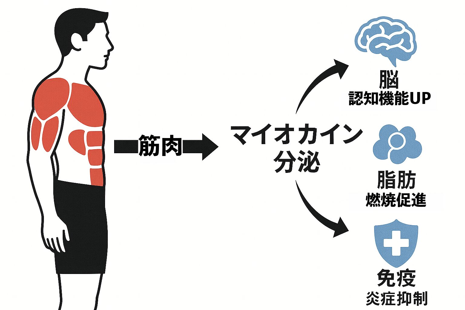 筋肉から分泌されるマイオカインが血液を介して脳・脂肪・免疫に作用する流れの図解（認知機能UP・燃焼促進・炎症抑制）