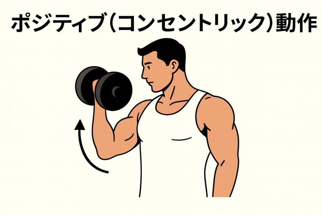 ポジティブ(コンセントリック)動作をイメージした画像 男性キャラクターがダンベルを持ち上げている