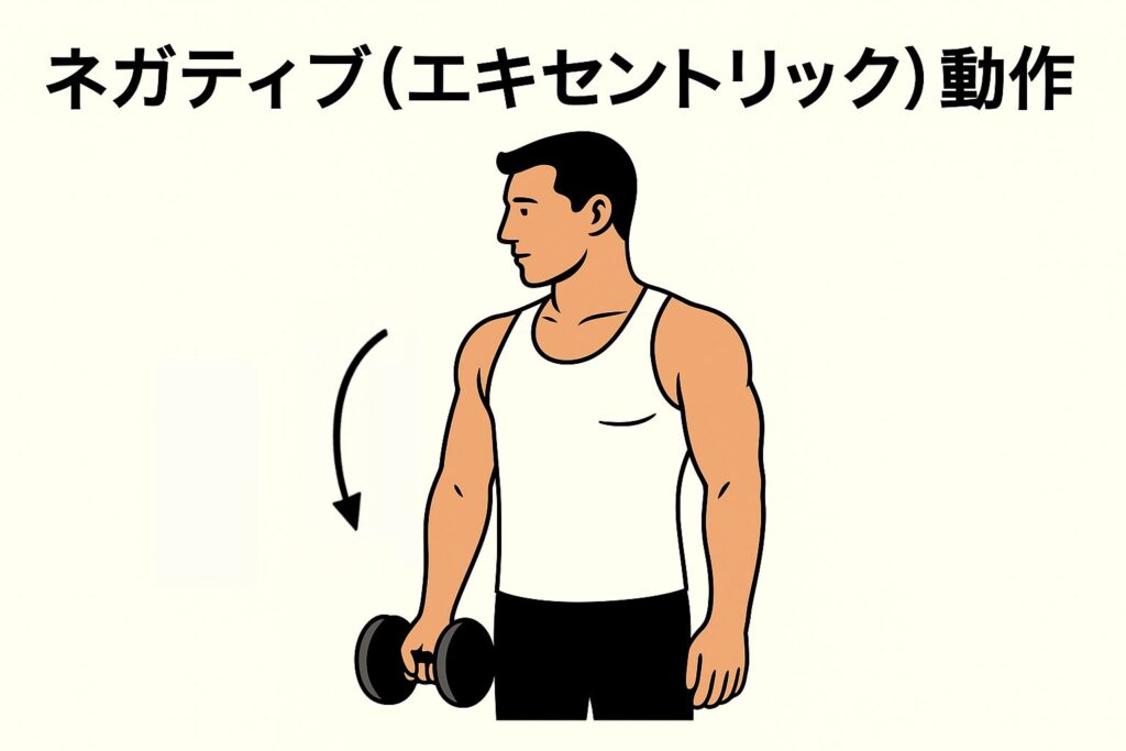 ネガティブ(エキセントリック)動作をイメージした画像 男性キャラクターがダンベルを下ろしている